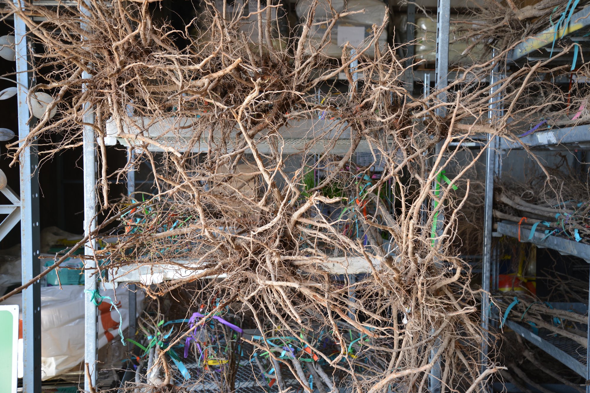 Bare Root Trees in Storage