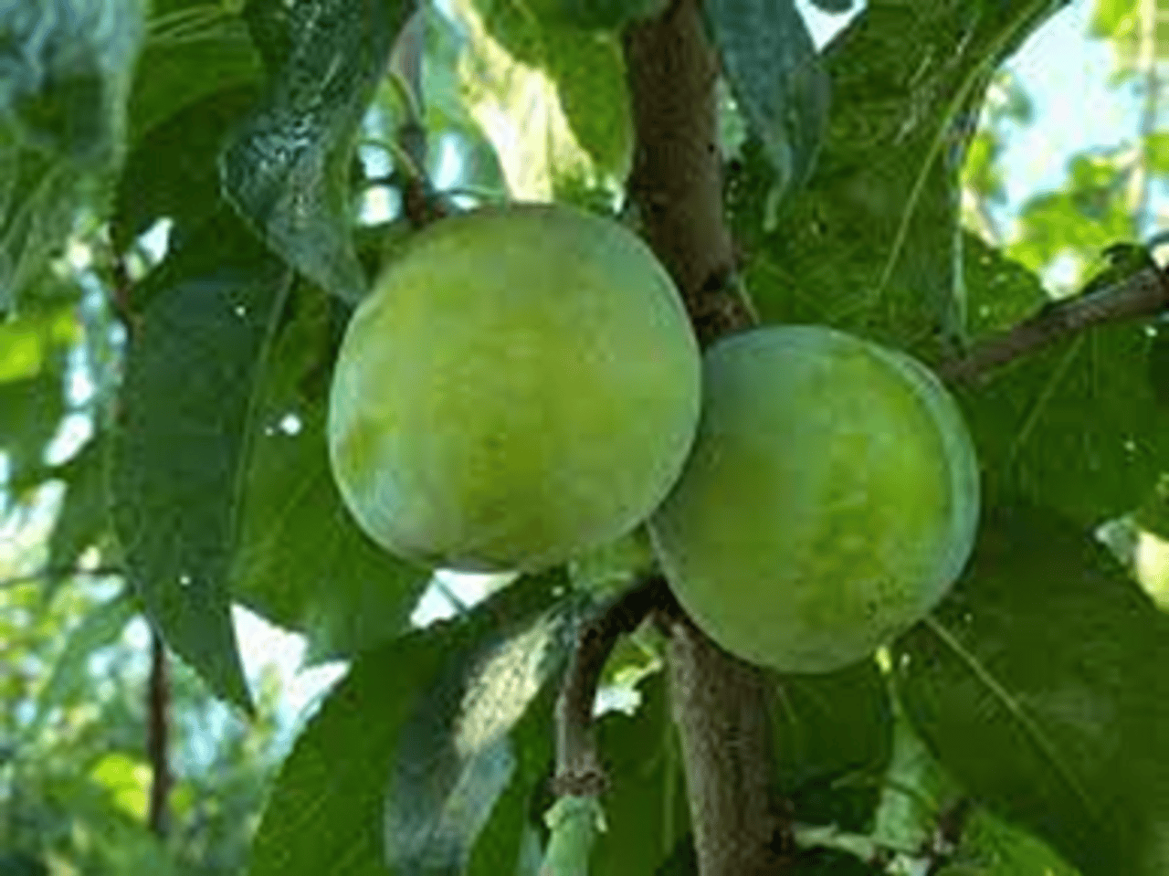 Green_Gage__02156