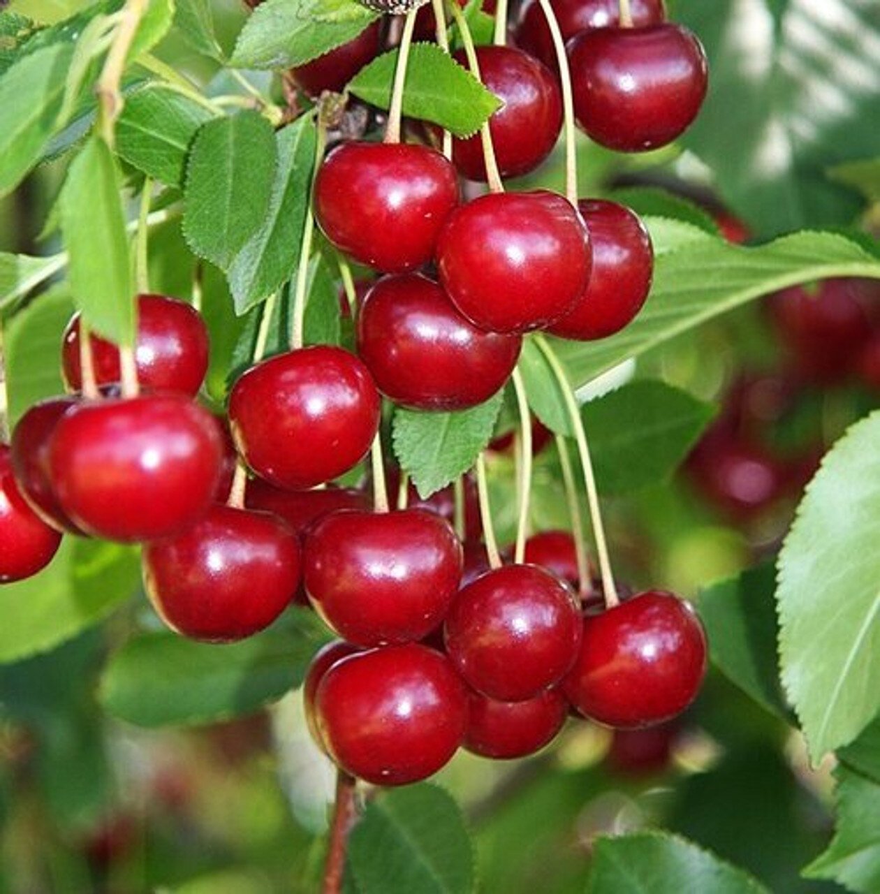 Santa_Rosa__07637-1