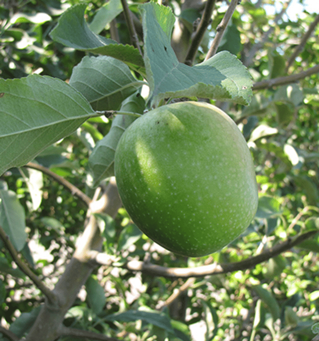 granny_smith__45128